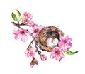 Nest with eggs on cherry blossom branch, sakura flowers in spring time. Watercolor twig Royalty Free Stock Photo