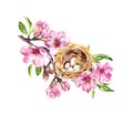 Nest with eggs on cherry blossom, sakura flowers in spring time. Watercolor twig Royalty Free Stock Photo