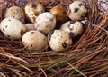 Nest with eggs closeup Royalty Free Stock Photo