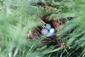 Nest with Eggs Hidden in a Tree