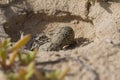 An nest with eggs of a Kentish plover Charadrius alexandrinus in the desert on the island of Cape verde.