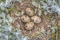 Nest with eggs pied avocet