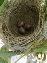 Nest and eggs Royalty Free Stock Photo