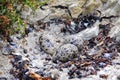 Nest with eggs of Variable oystercatcher