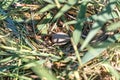 Eurasian coot nest Royalty Free Stock Photo