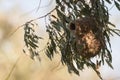 Nest Eurasian penduline tit or Remiz pendulinus