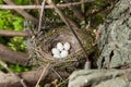 Nest of European Greenfinch (Carduelis chloris) Royalty Free Stock Photo