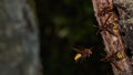 Nest of European hornet - Vespa crabro Royalty Free Stock Photo