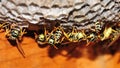 Nest of european paper wasps Royalty Free Stock Photo