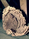 Nest of european paper wasps