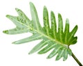 nest fern leaf isolated