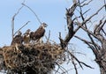 Red Tail Hawk quadruplets in Southern Saskatchewan