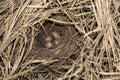 Nest with field bird eggs