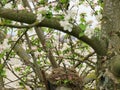 Nest of fieldfare lat. Turdus pilaris on an apple tree.