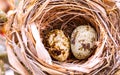 A nest filled with bird eggs.