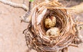 A nest filled with bird eggs