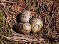 A nest filled with three seagull bird eggs