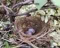 A nest filled with two bird eggs.