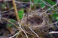 The nest of a forest bird, located in the branches of trees and resembling a basket of twigs in the forest thicket.