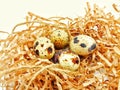 nest with four quail eggs