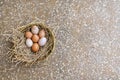 Nest of free range organic chicken eggs Royalty Free Stock Photo