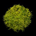 Nest of fresh moss, traditional Easter nest and place to hide Easter eggs