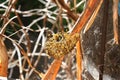 Nest of freshly-hatched Orb-Spiders Royalty Free Stock Photo