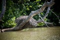 Nest in the Gambia River