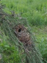 Nest of goldcrest on fir branch