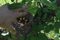 Nest with golden eggs among greenery. Royalty Free Stock Photo