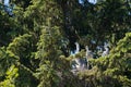 Nest great blue Heron in tree