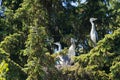 Nest great blue Heron in tree