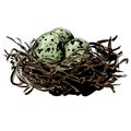 nest with green eggs illustration