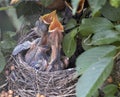 Recently born American robins waiting to be fed by their mother