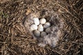 Nest of the grey goose with eggs in reedland with twigs and feathers