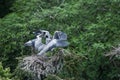 A nest of the grey heron