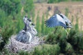 Nest of Grey Heron