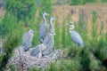 Nest of Grey Heron