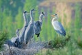 Nest of Grey Heron