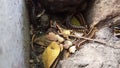 nest of a group of millipedes with black and yellow prints at the root of a tree