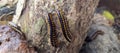 nest of a group of millipedes with black and yellow stripes walking on tree trunks