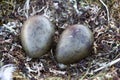 Arctic skua nest with two dark olive speckled eggs Royalty Free Stock Photo