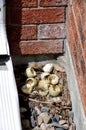 Nest of hatched duck eggs Royalty Free Stock Photo