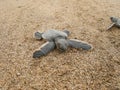 Hatchling baby green turtle chelonia mydas on a beach Royalty Free Stock Photo