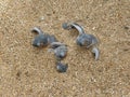 Hatchling baby green turtle chelonia mydas on a beach Royalty Free Stock Photo