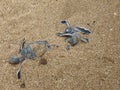Hatchling baby green turtle chelonia mydas on a beach Royalty Free Stock Photo