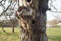 Nest hole in an old apple tree in an orchard meadow Royalty Free Stock Photo