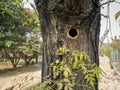 Nest or hole in the tree.Woodpecker nest. Royalty Free Stock Photo