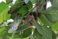 Humming Bird Nest on Banyan Tree Royalty Free Stock Photo