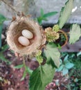 Nest with hummingbird eggs in a blackberry tree. Royalty Free Stock Photo